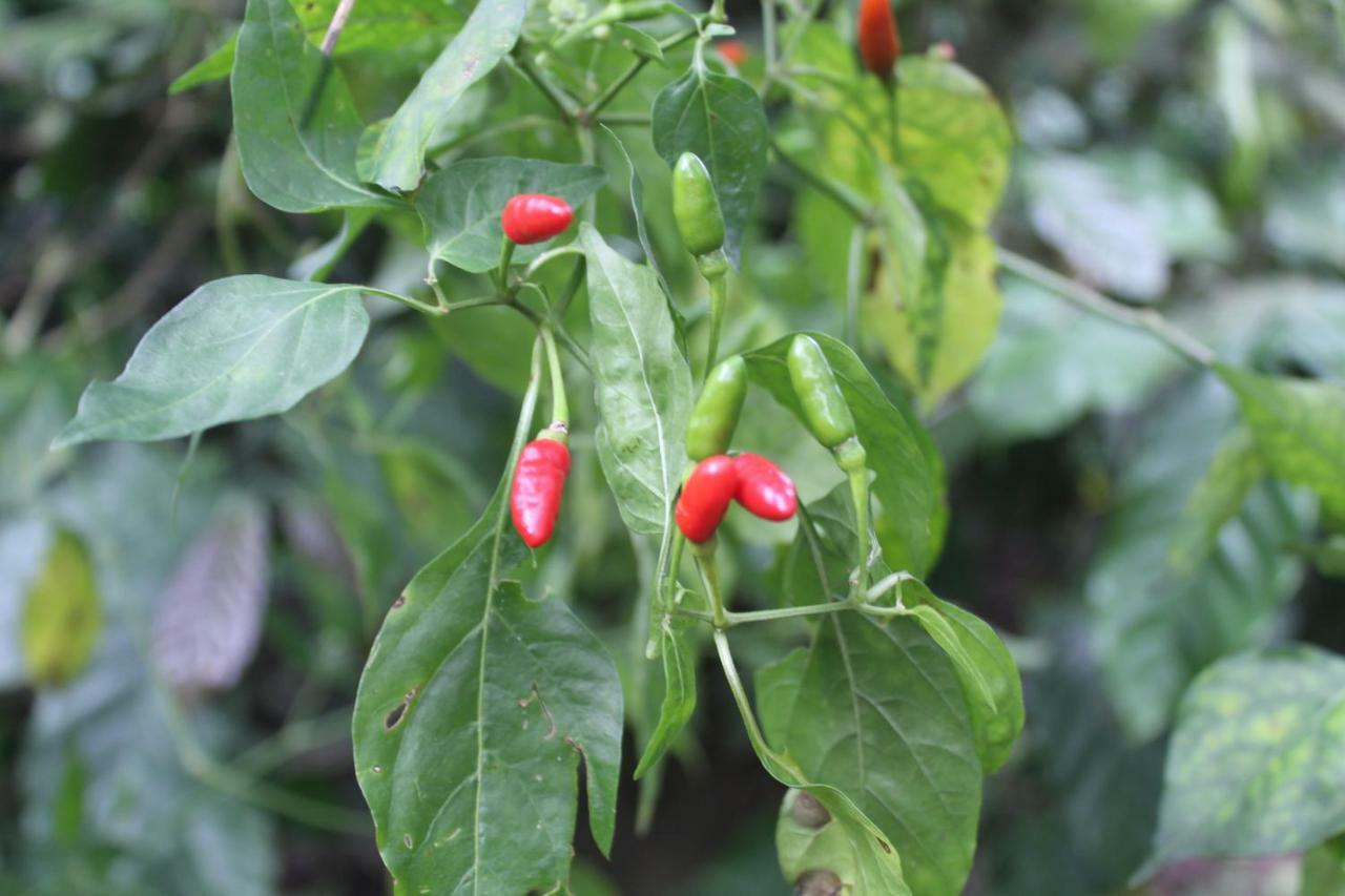 Whistling Woods Farm Stay Kushālnagar Dış mekan fotoğraf