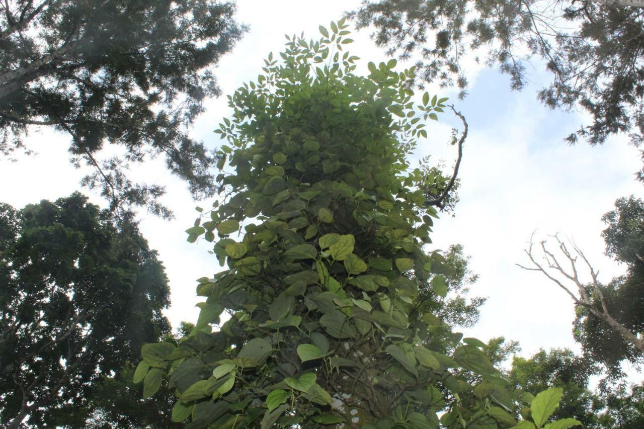 Whistling Woods Farm Stay Kushālnagar Dış mekan fotoğraf